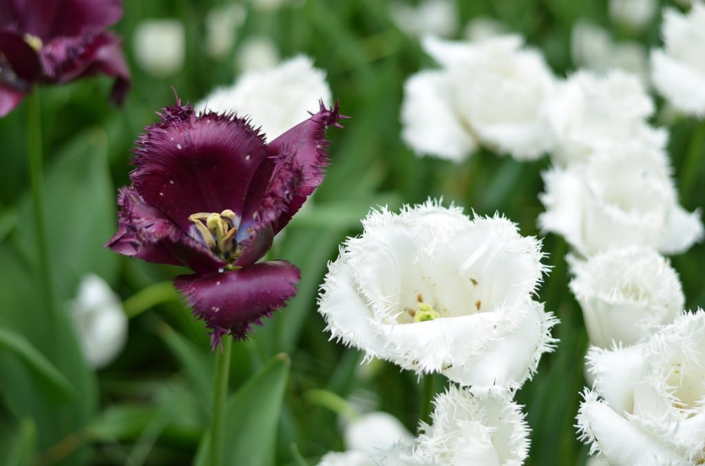 Tulip