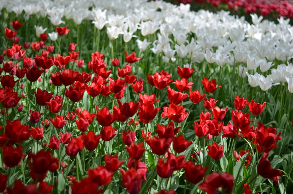 Tulip (5)