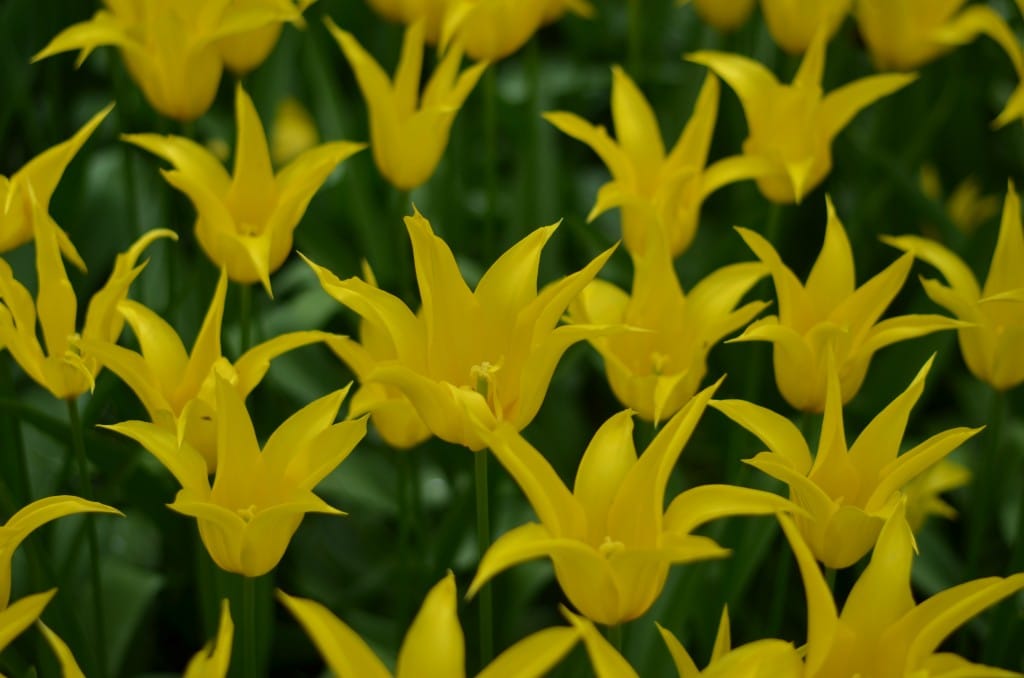 Tulip (6)