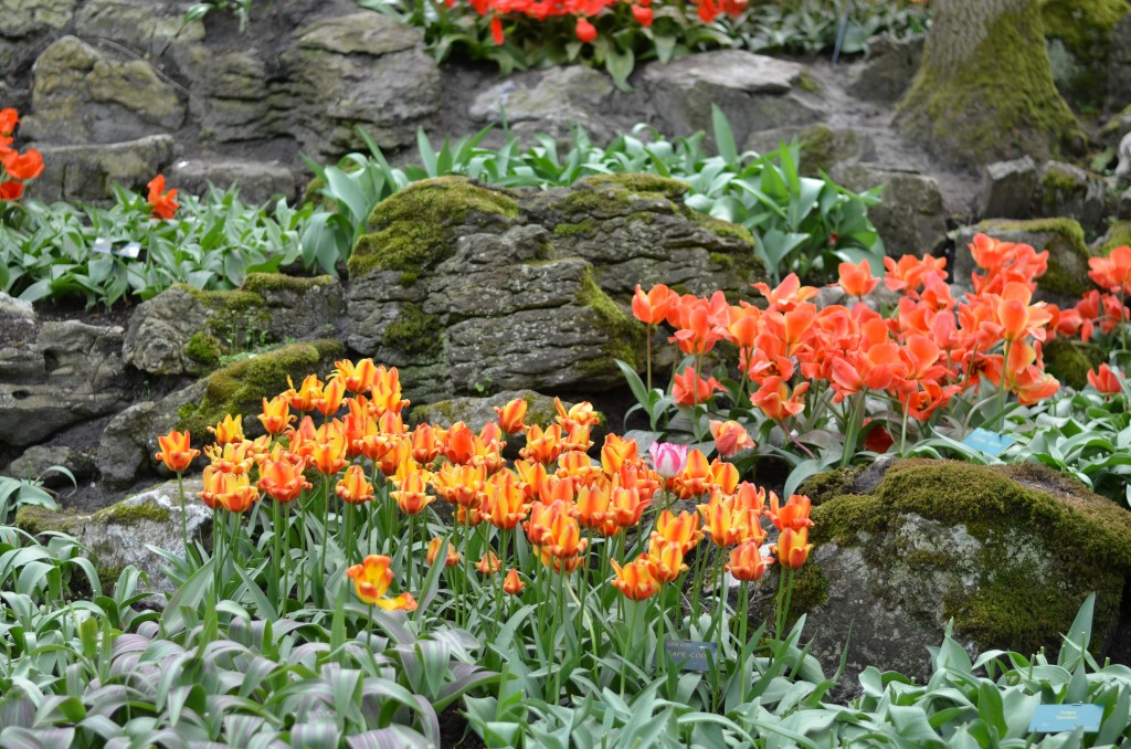 Tulip (7)
