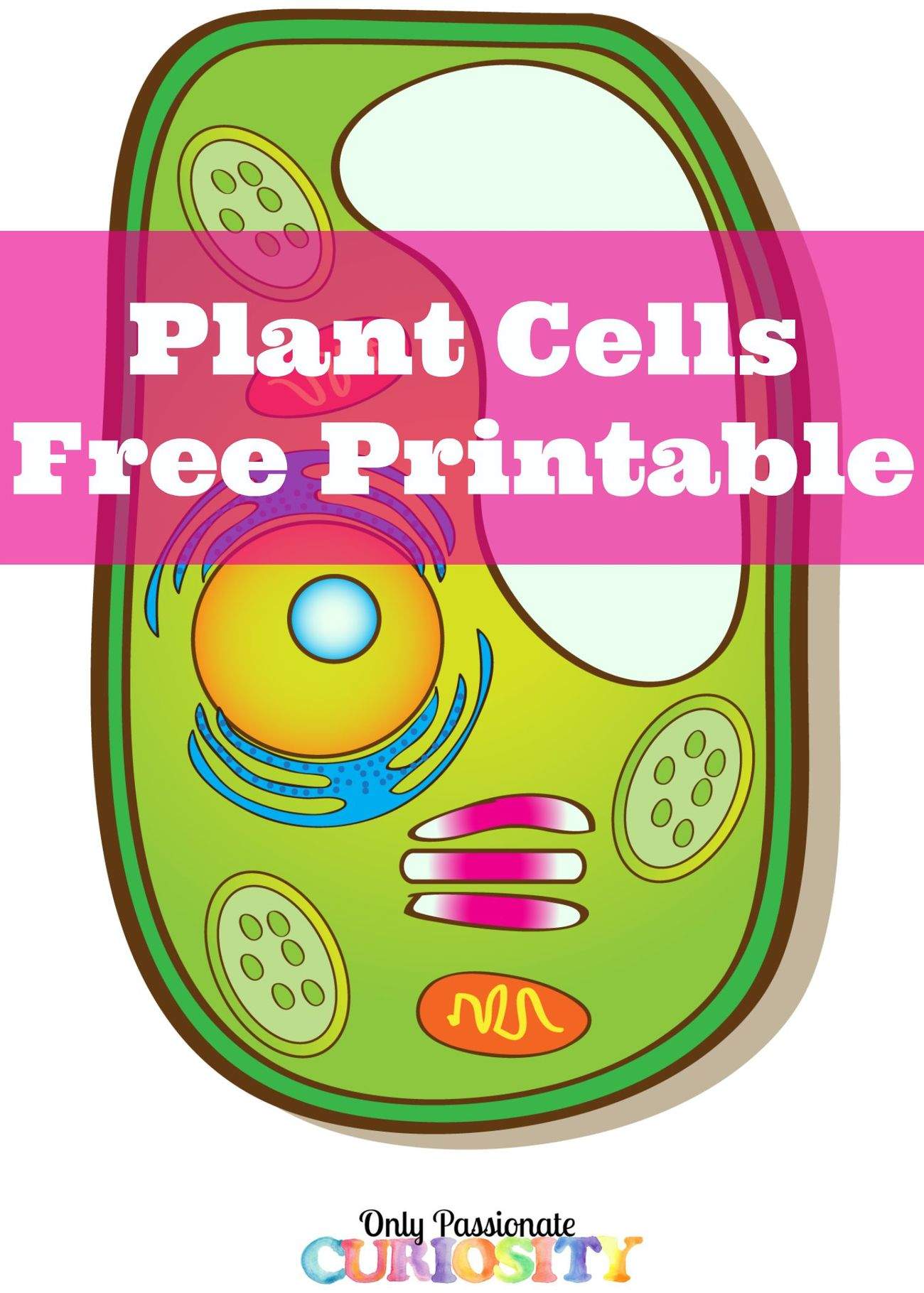 Learning About Plant Cells {Free Printable} - Only ...